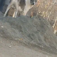 واگذاری سگ واگذاری