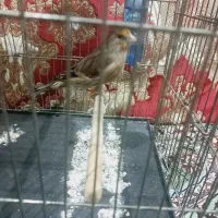 جوجه سهره قناری|پرنده|اندیشه, اندیشه فاز ۱|دیوار