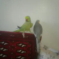 عروس هلندی سخنگونر|پرنده|فردوس (خراسان), |دیوار