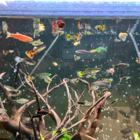 اکواریوم و ماهی|ماهی|تهران, تهرانپارس جنوبی|دیوار