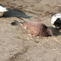 کفتر|پرنده|کارون, |دیوار