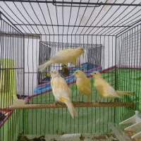 ۸عدد قناری نر وماده جوان