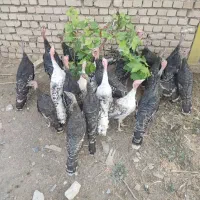 بوقلمون جوان ۴ماهه