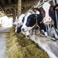 کارگر خوراک ریز با تراکتور