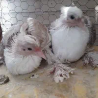 جفت جوجه کبوتر نقش دوکت برای  دستی شدن|پرنده|یزد, |دیوار