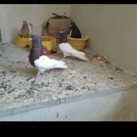 باسلام خدمت دوستان عشق باز کله سرخ وزرد|پرنده|آشخانه, |دیوار