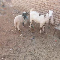 بره|حیوانات مزرعه|شوشتر, |دیوار