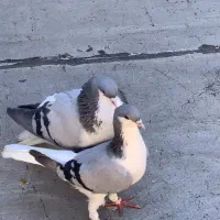 بدرنگ نر ماده