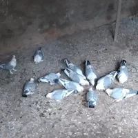 کبوتر پلژیکی|پرنده|قائم‌شهر, |دیوار