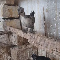 فروش جوجه سلطان و لهستانی|حیوانات مزرعه|خرمدشت, |دیوار