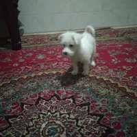 سگ شیتزو تربت جام|سگ|تربت جام, جامرود|دیوار