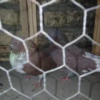 کبوتر پرشی|پرنده|جرقویه, |دیوار