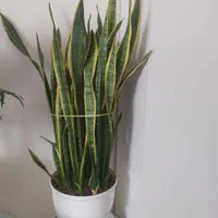 گل اپارتمانی