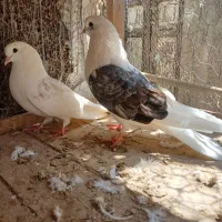 ۱۰ تا کبوتر دوکت|پرنده|بندرلنگه, |دیوار