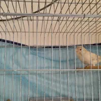 یک جفت قناری سیلور جوان مست مست|پرنده|مرودشت, ژیان|دیوار