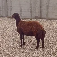 ۳ تا مال برای داشتی یا کشتاری