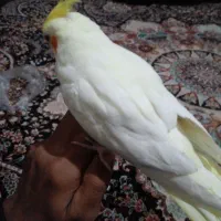 عروس دستی|پرنده|سراوان, |دیوار