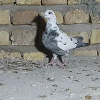 طوقی رنگی، سرور، ریش|پرنده|یزد, |دیوار