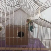 کوتوله برزیلی