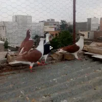 کبوتر ساده کفتر بازی