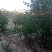 چهار دیواری فروشی|فروش زمین و ملک کلنگی|جوادآباد, |دیوار