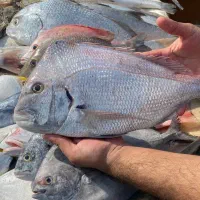 ماهی و میگو کیفرگیر (جنوب سابق )|خدمات پذیرایی، مراسم|شیراز, گلکوب|دیوار