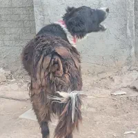 واگذاری سگ قدرجونی