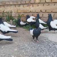 کبوتر سینه سیاه کلکسیونی جفت کت سفید|پرنده|تهران, کیانشهر|دیوار