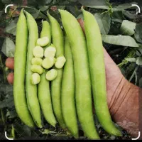 بذر باقلا زودرس