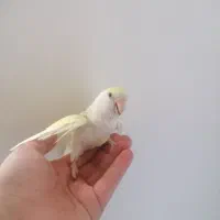 طوطی برزیلی