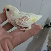 طوطی برزیلی سرلاکی دستی|پرنده|کلاچای, |دیوار