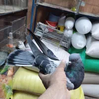 حدود40عدد*کفتر‌‌شهرکردی*پرنده‌سرای‌عیدی*