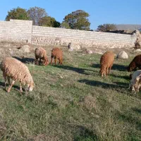 ۹عددبره نروماده کم وزن ۲۷الی ۳۰ کیلومغان|حیوانات مزرعه|شهریار, شهرک بهاران (ویره)|دیوار