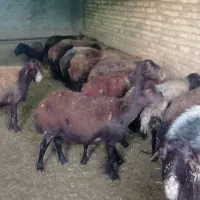 تعداد 22راس میش جوان و سنگین سنگین