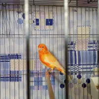 جفت قناری قرمز|پرنده|تبریز, |دیوار