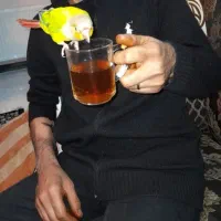 طوطی گرینچیک|پرنده|فردیس, سرحدی|دیوار