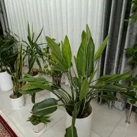 هفت عدد گل و گلدان