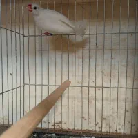 نرگسی ماده بالغ حلقه پا|پرنده|قزوین, |دیوار