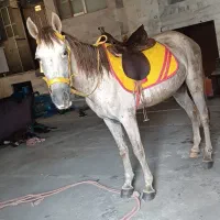 اسب دورگ