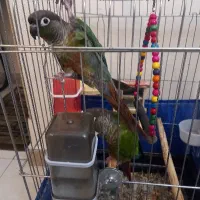 پرنده طوطی گرینچیک