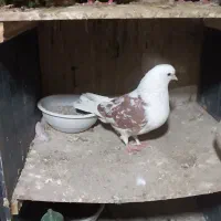 کفتر غریب گیری 8عدد