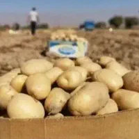 سیب زمینی عمده