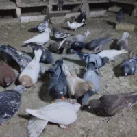 کبوتر آلمانی رنگه ابلغ سار سبز ک