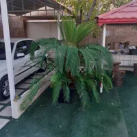 درختچه سیکاس