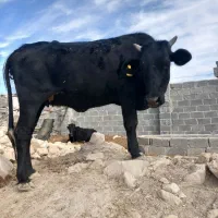 گاو دورگ جرسی نافی  و چاق