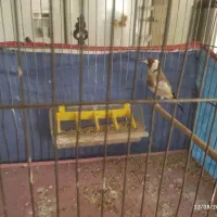 جفت سهره نرو ماده