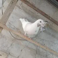 ماده ماهرو
