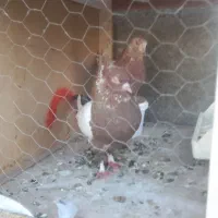 کبوتر باجفت کن