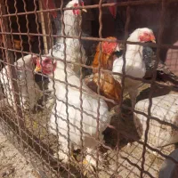 مرغ و خروس برهما و دوتا بوقلمون|حیوانات مزرعه|تهران, شادآباد|دیوار