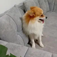 قیمت۲۰ میلیون|سگ|آق قلا, |دیوار